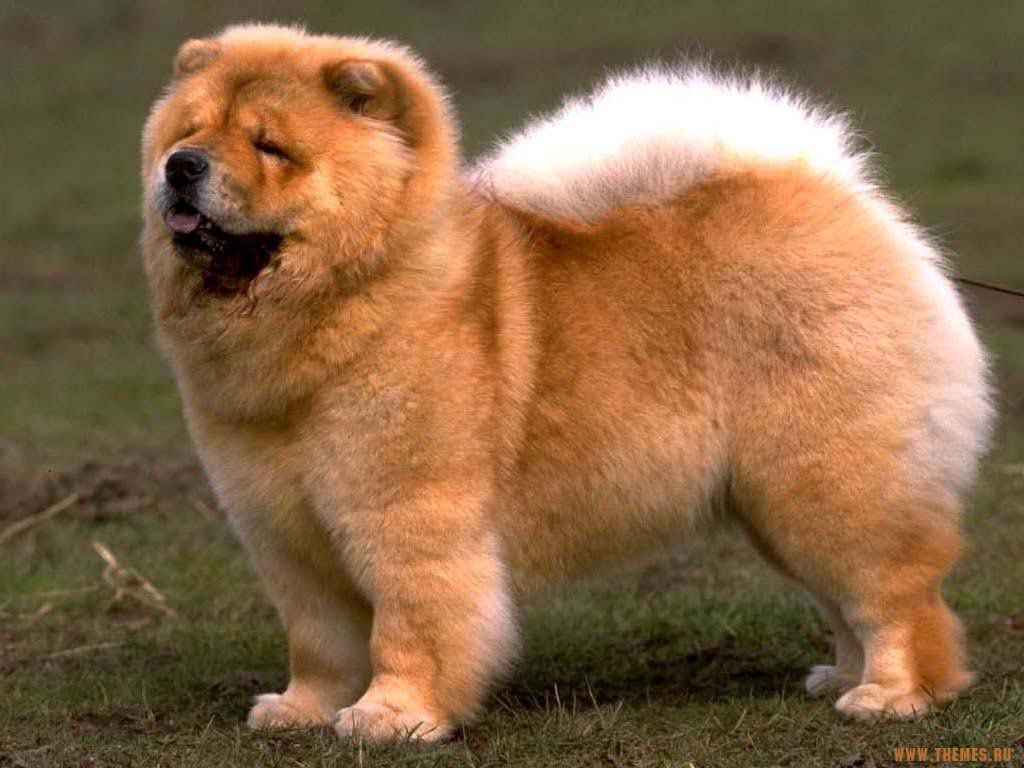 Чау-Чау – собака, лизнувшая небо