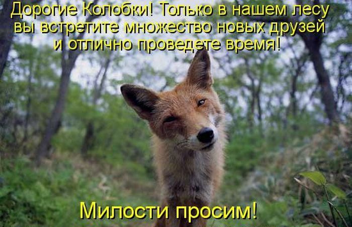 Лучшие котоматрицы недели
