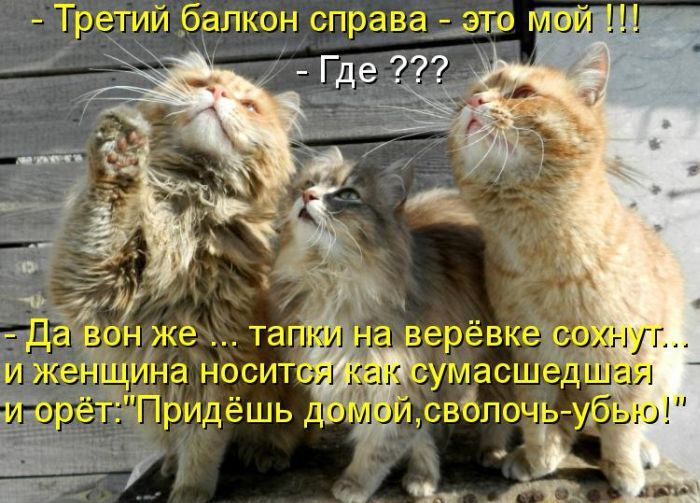 Лучшие котоматрицы недели