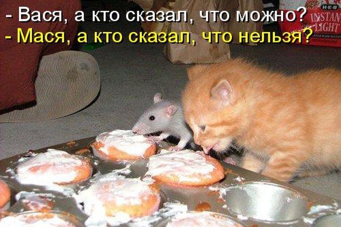 Лучшие котоматрицы недели