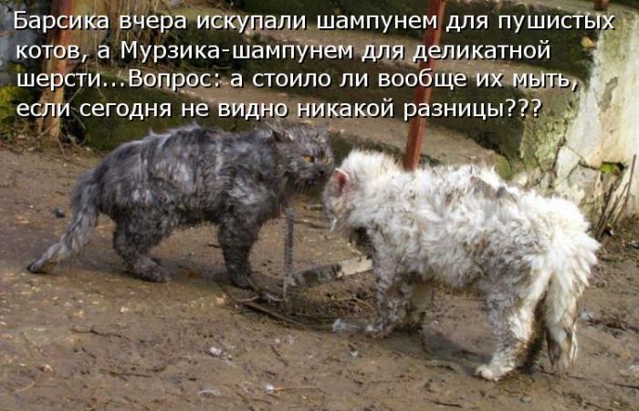 Лучшие котоматрицы недели