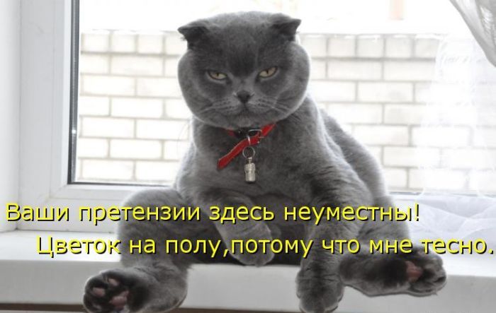 Лучшие котоматрицы недели