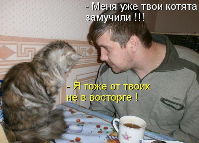Лучшие котоматрицы недели