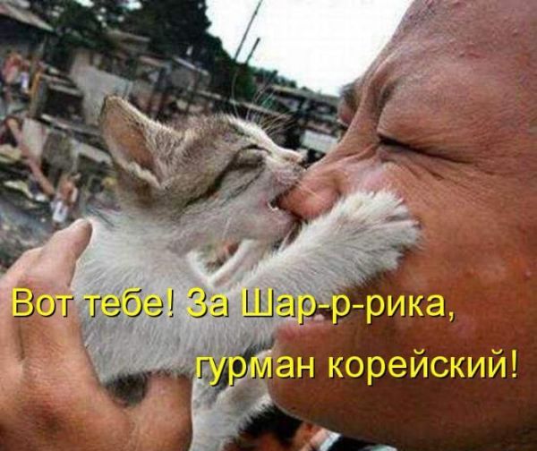 Лучшие котоматрицы недели