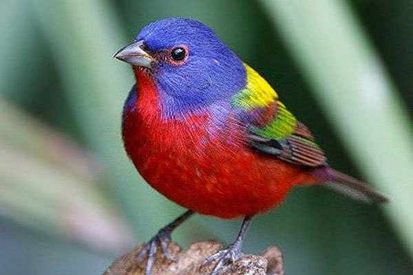 15 самых красивых птиц со всего света