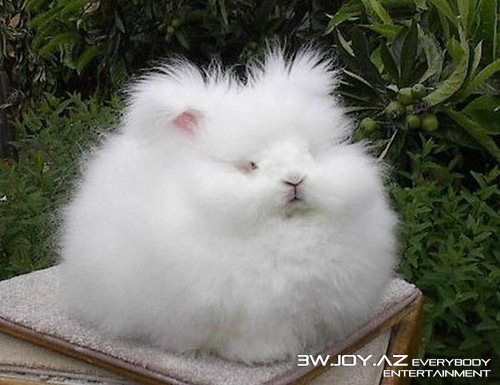 Dünyanın ən tüklü dovşanı
