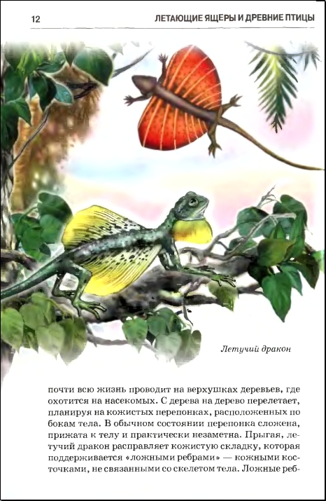 eencyclopedia animal