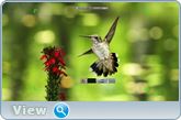 ZD Soft Screen Recorder 10.1 RePack (& Portable) by KpoJIuK (x86-x64) (14.10.2016) Multi/Rus ZD Soft Screen Recorder 10.1 RePack (& Portable) by KpoJIuK (x86-x64) (14.10.2016) Multi/Rus