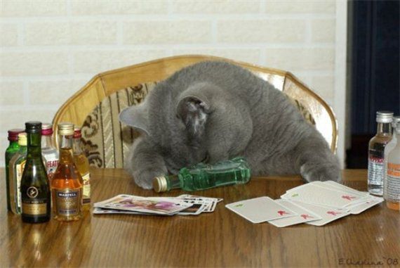 Коты бухают