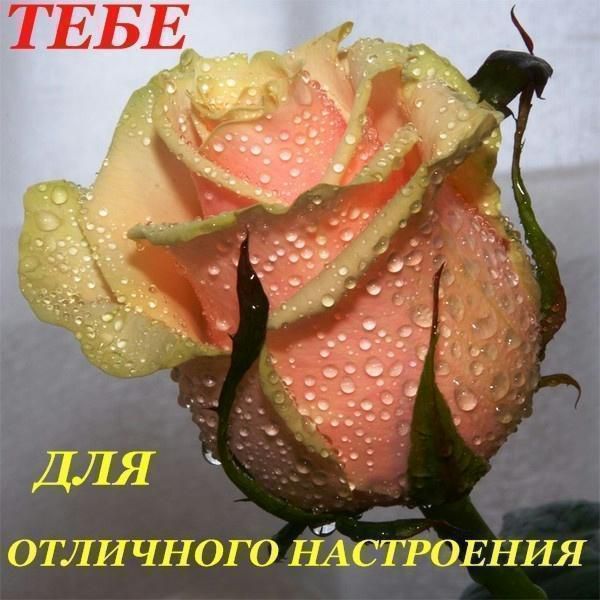 Открытки для поднятия настроения девушке