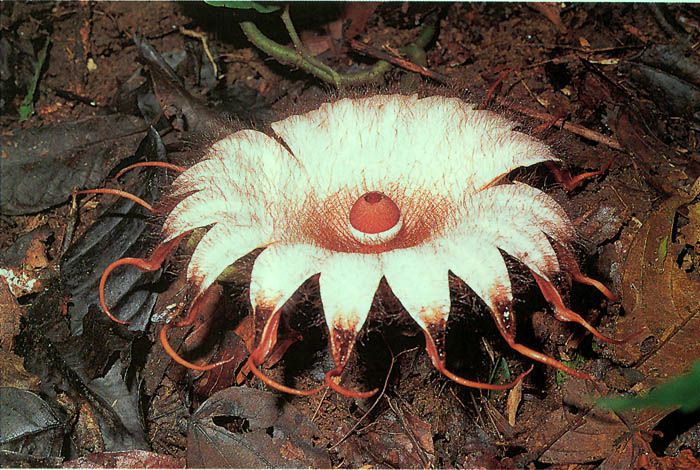 Rhizanthes lowii