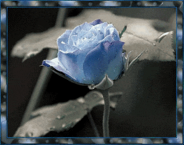 Синее розы