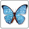 Butterfly blue