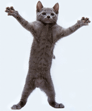 Танцующий кот