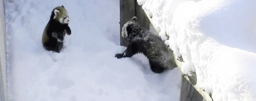 8b37fc5f_a58d_52cd.gif