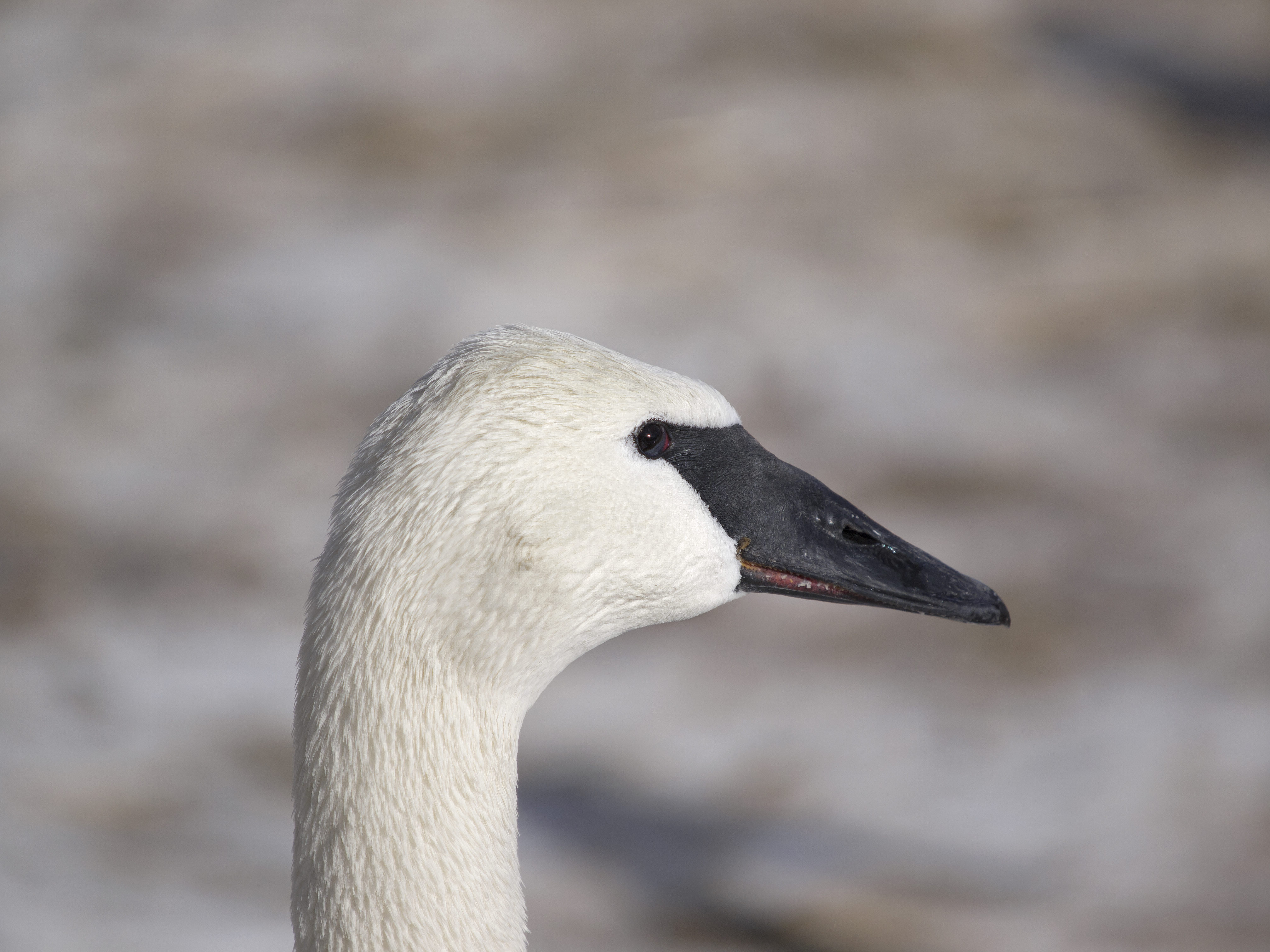 P3070376-2.jpg
