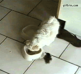 1303921688_puppy-scared-of-duckling.gif