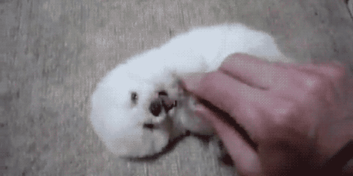 To+Much+Cute+DO+WANT_e9b781_2583218.gif