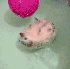 Aw+3_05a70b_2583235.gif