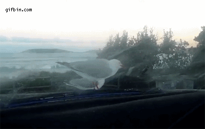 1316019734_how_to_troll_seagulls.gif