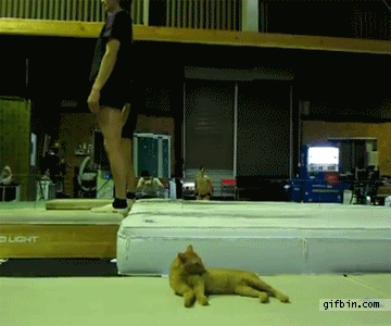 1316019496_somersault_scares_cat.gif