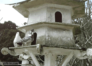 1319823581_pigeon_chase.gif