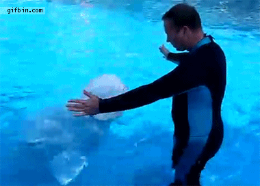 1319566609_white_whale_gives_man_hug.gif