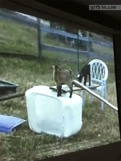 1319823561_goats_watching_goats.gif