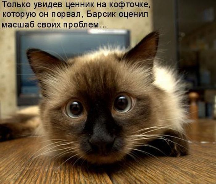 Открытки котоматрица, букеты