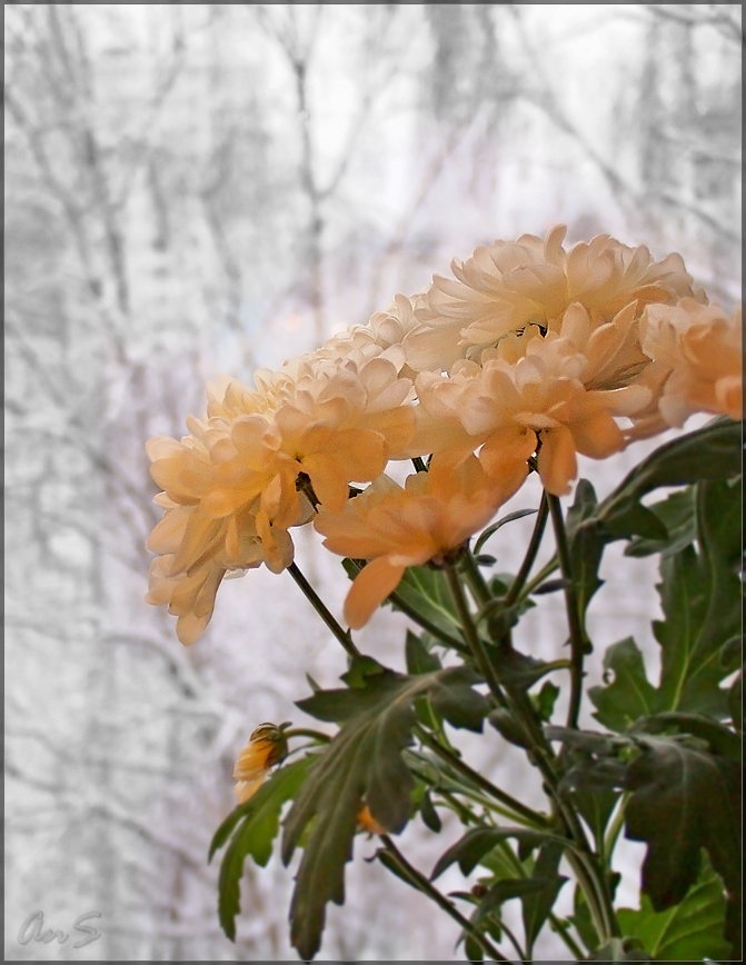 P1013141OV копия_tn2.jpg