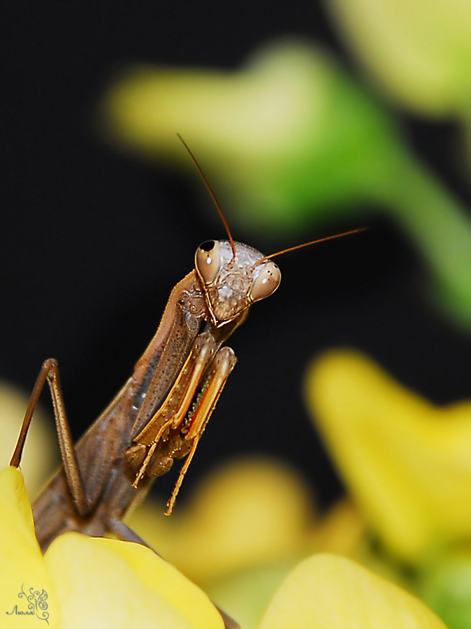 Насекомые 4. Земляной богомол. Земляной богомол (Geomantis Larvoides). Жук богомол. Наездник насекомое.