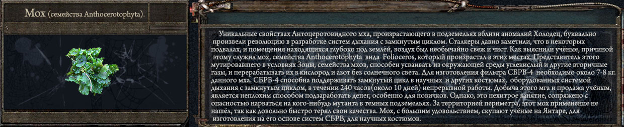Мох (семейства Anthocerotophyta) копия.jpg