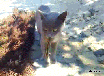 Кошка поймала ящерицу