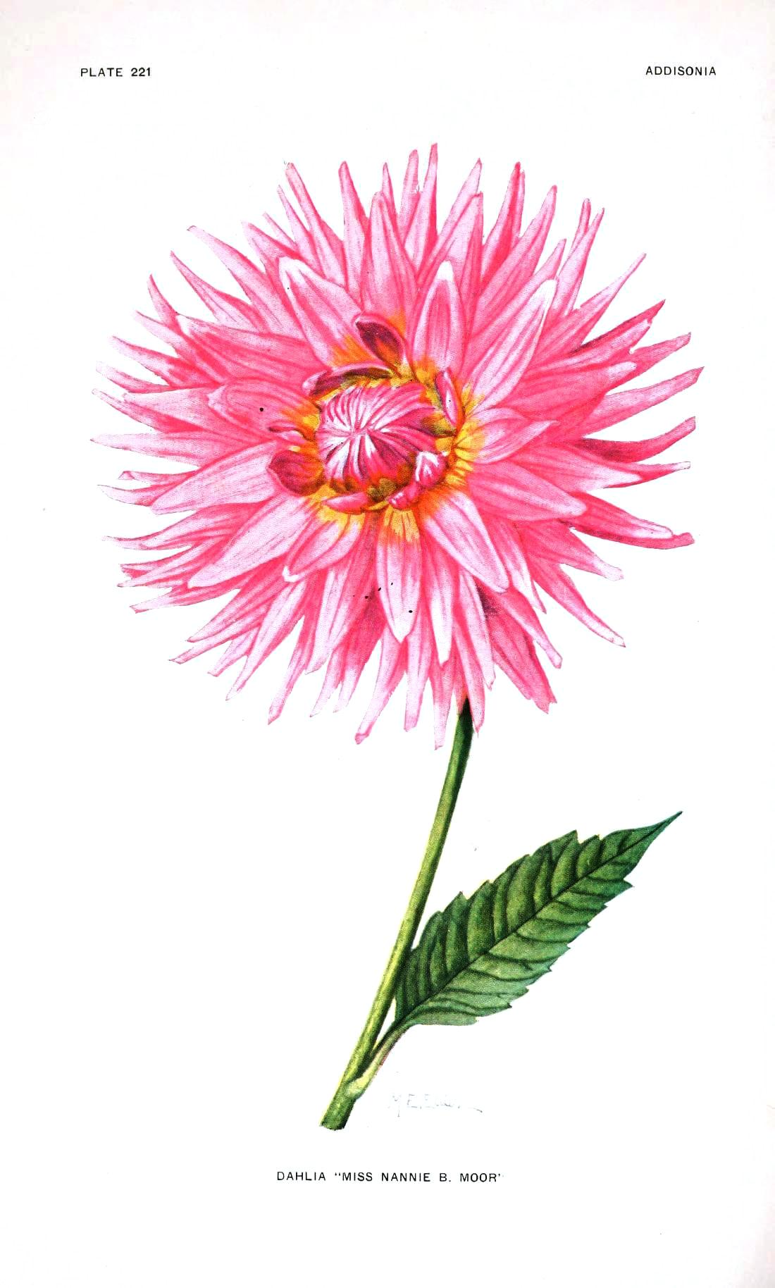 Botanical-Flower-Dahlia-Pink.jpg