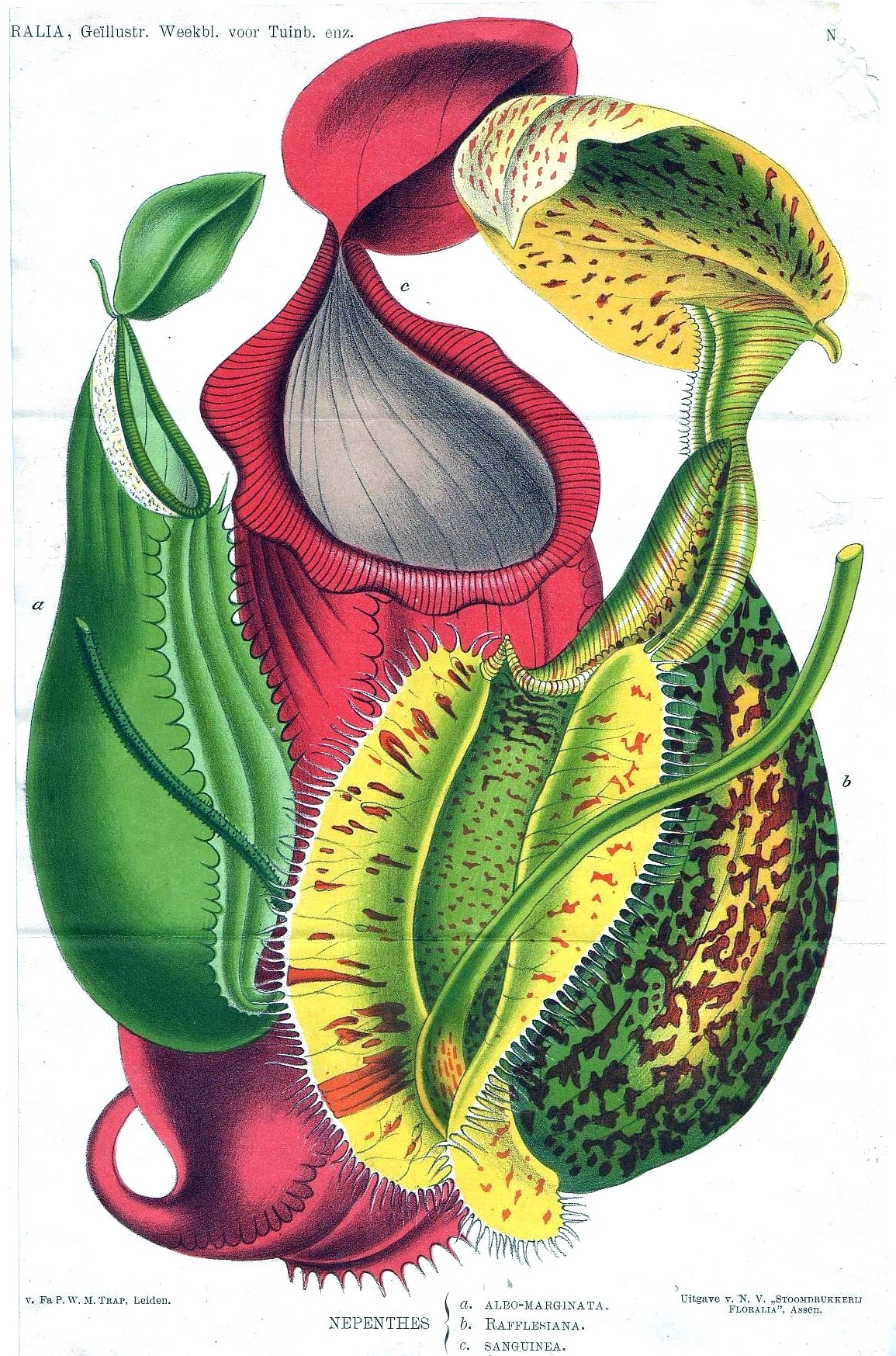 Botanical-Flower-Pitcher-Plant-Nepenthes.jpg