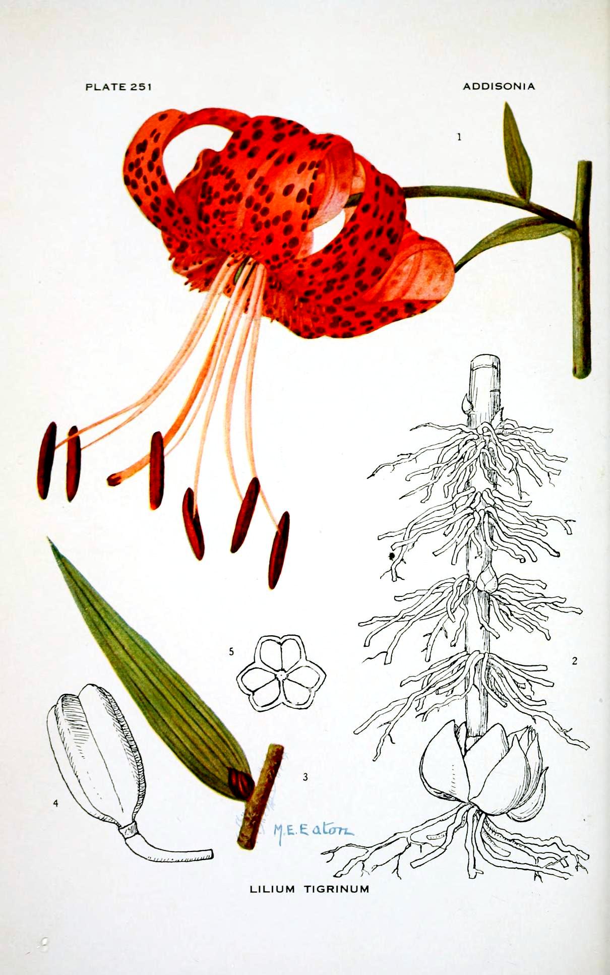 Botanical-Flower-Tiger-lilly.jpg