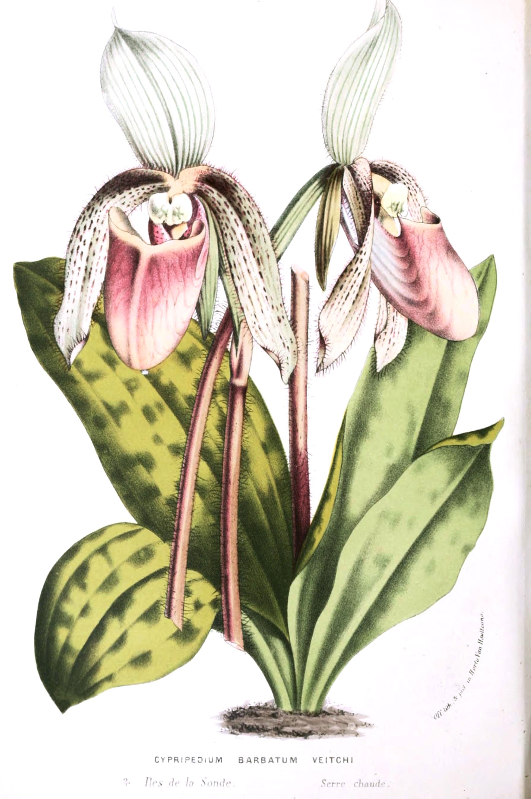 Botanical-Flore-des-Seres-et-Des-Jardins-de-LEurope-Orchid-Cymbidium-species-2.jpeg