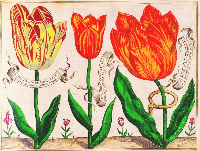 Botanical-Livres-de-Fleurs-1620-17.jpg
