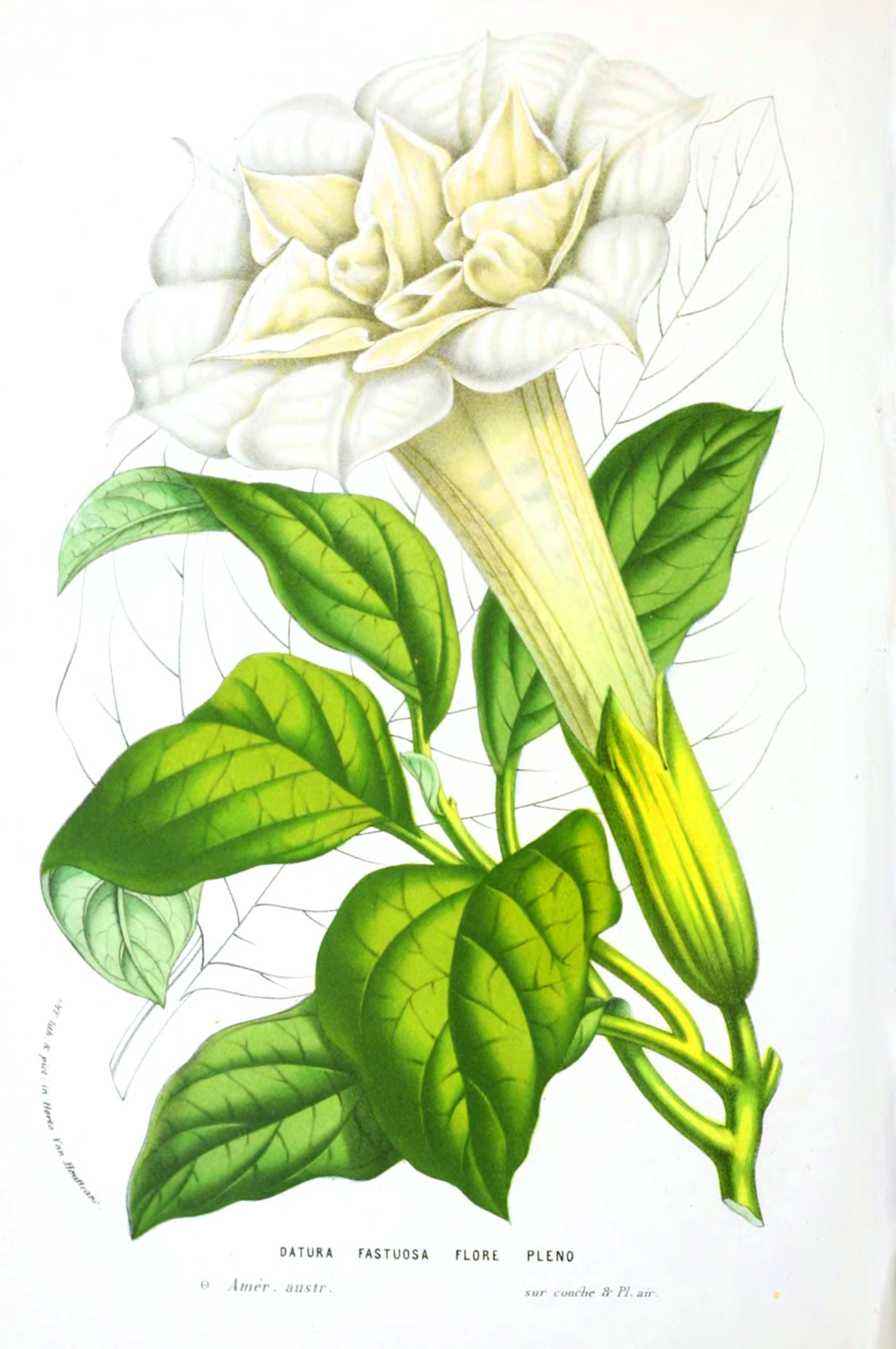 Botanical-Flore-des-Seres-et-Des-Jardins-de-LEurope-Datura-fastuosa-flore-pleno-Jimson-weed.jpeg