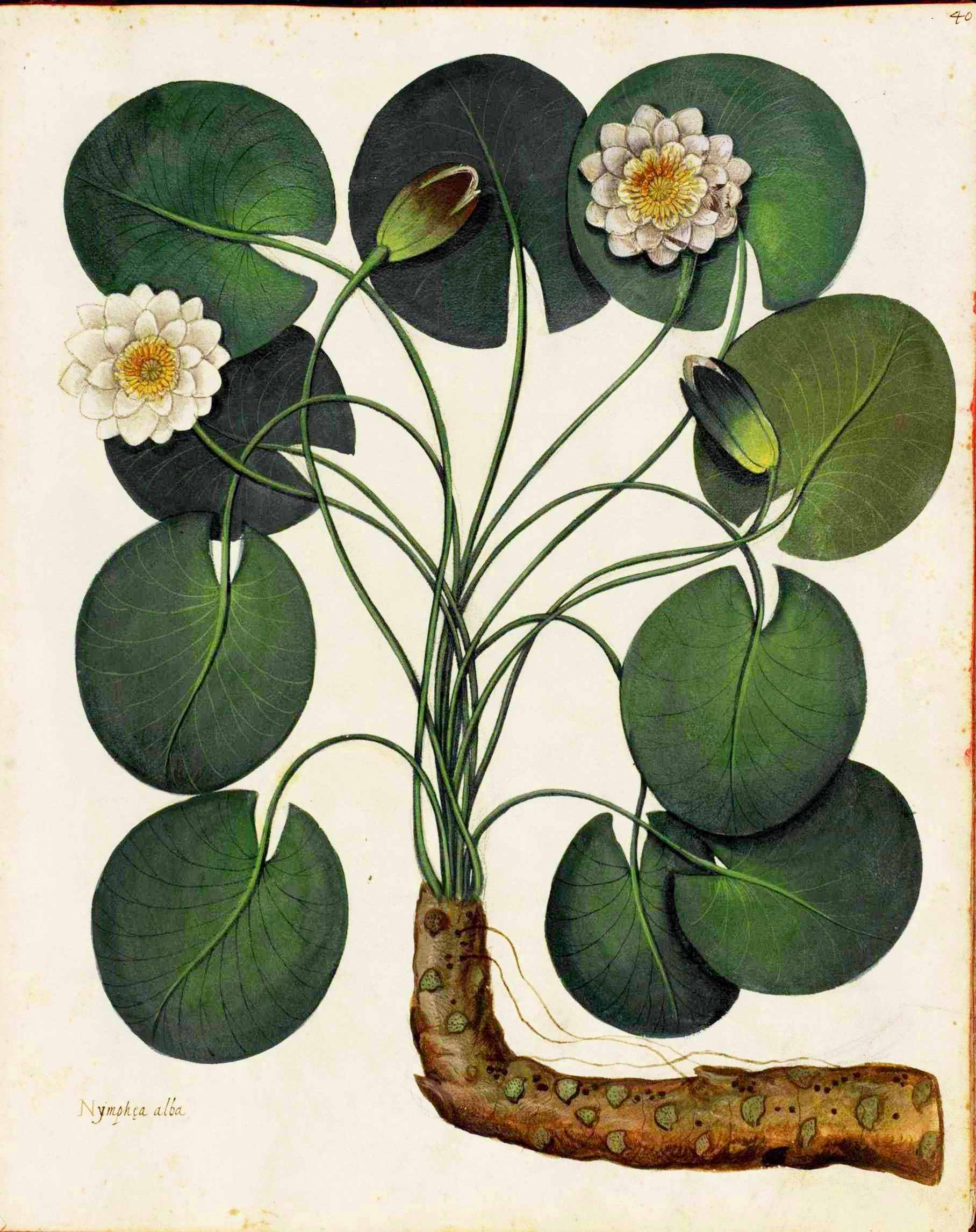 Botanical-Water-lily-Italian-1.jpg