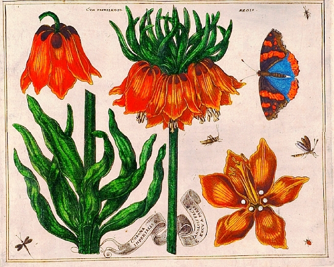 Botanical-Livres-de-Fleurs-1620-2.jpg