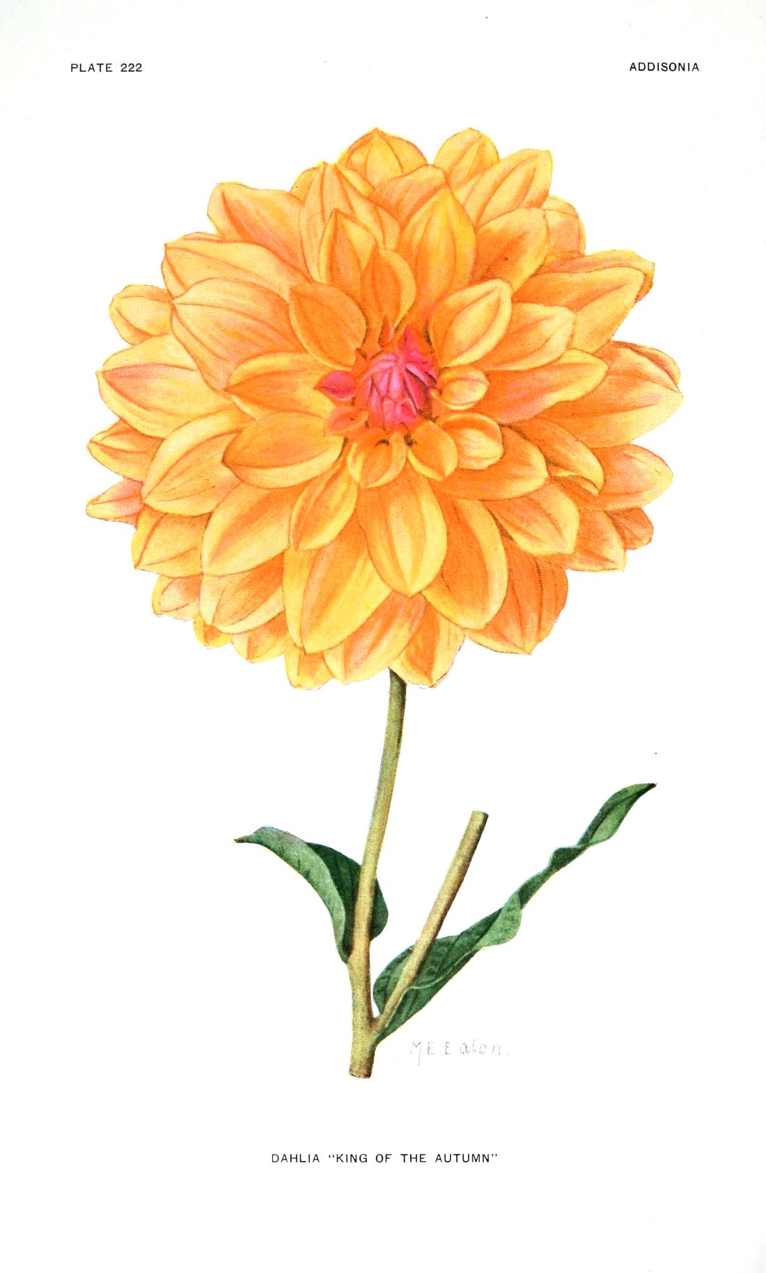 Botanical-Flower-Dahlia-Yellow.jpg