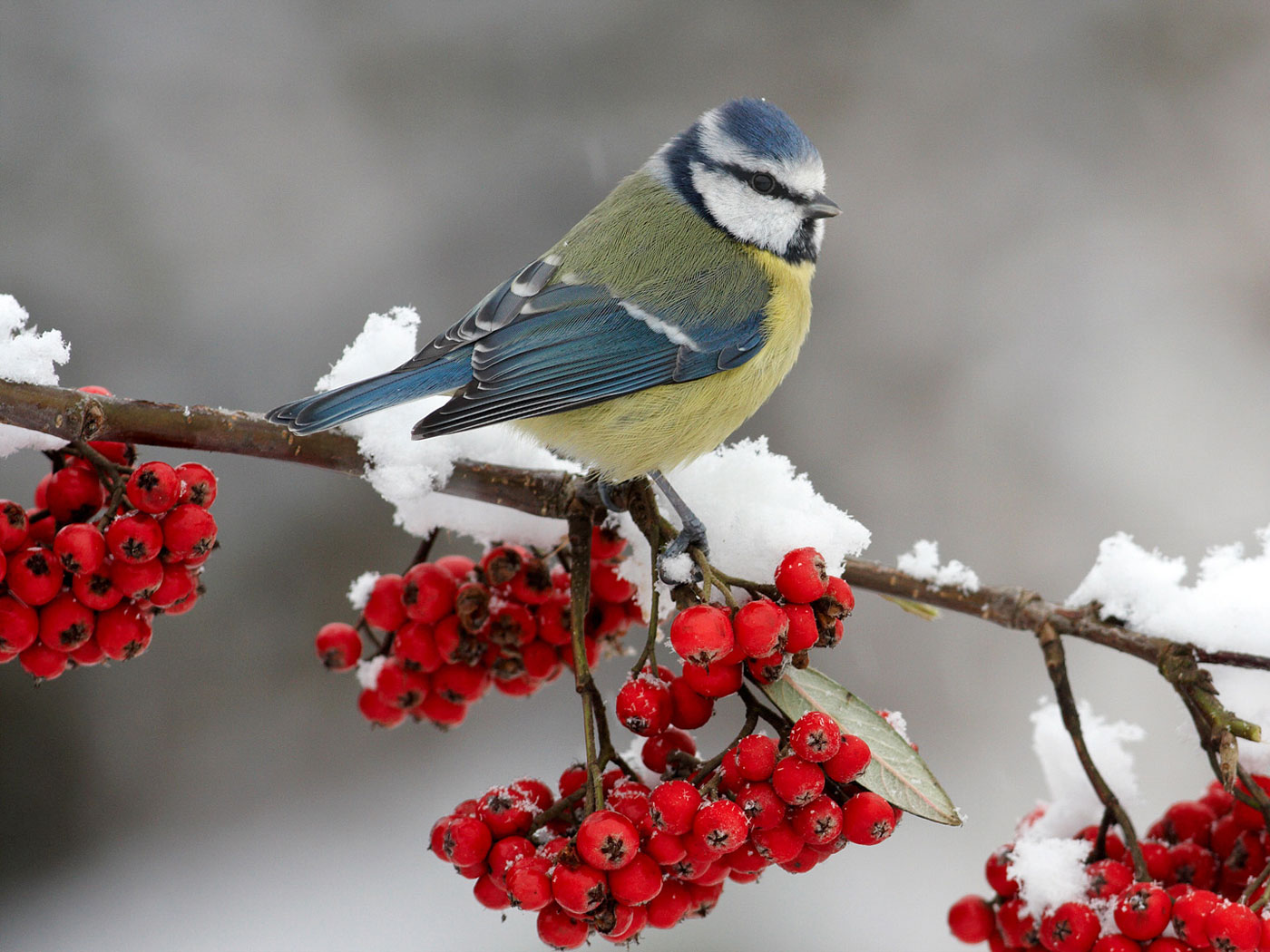 Lovely-Bird.pic1400.jpg