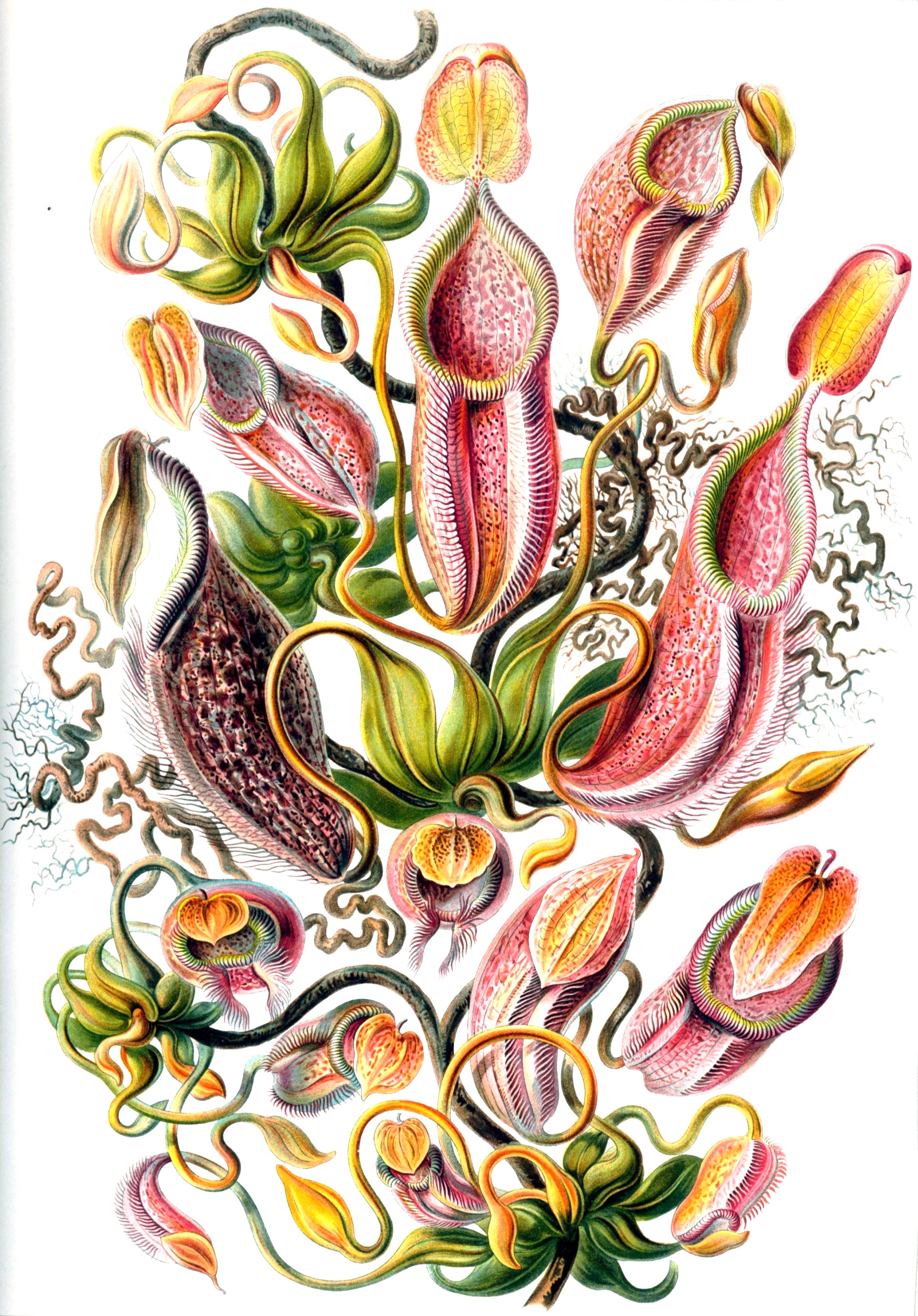 Botanical-Flower-Pitcher-Plant-Haeckel.jpg