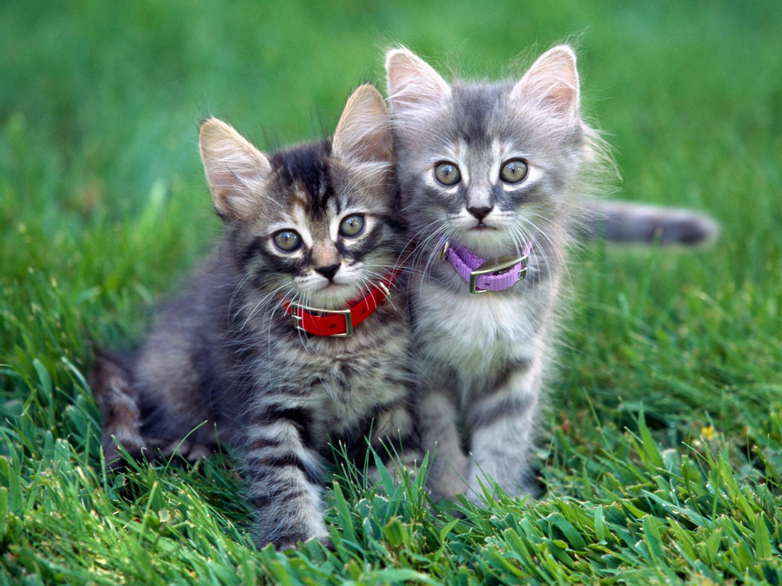 Котенок красивый