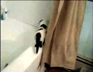 Котенок в ванной