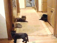 Котики прикольная