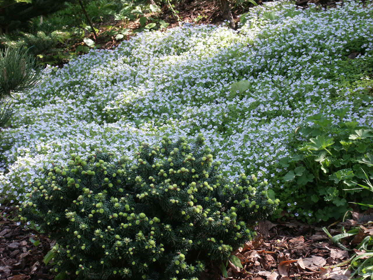 Пихта бальзамическая пикколо