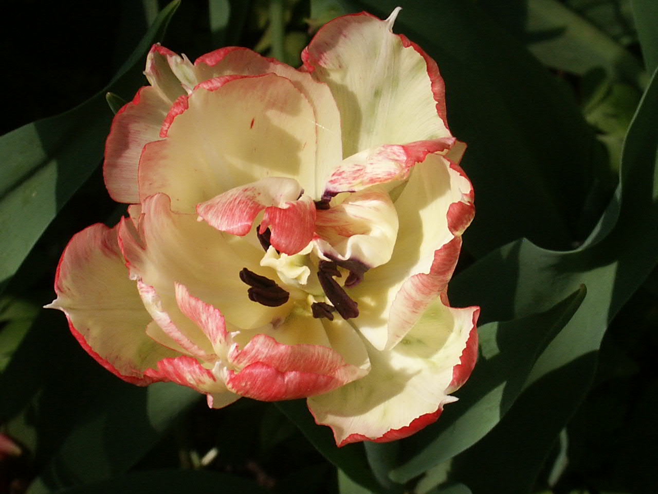 Apricot parrot тюльпан