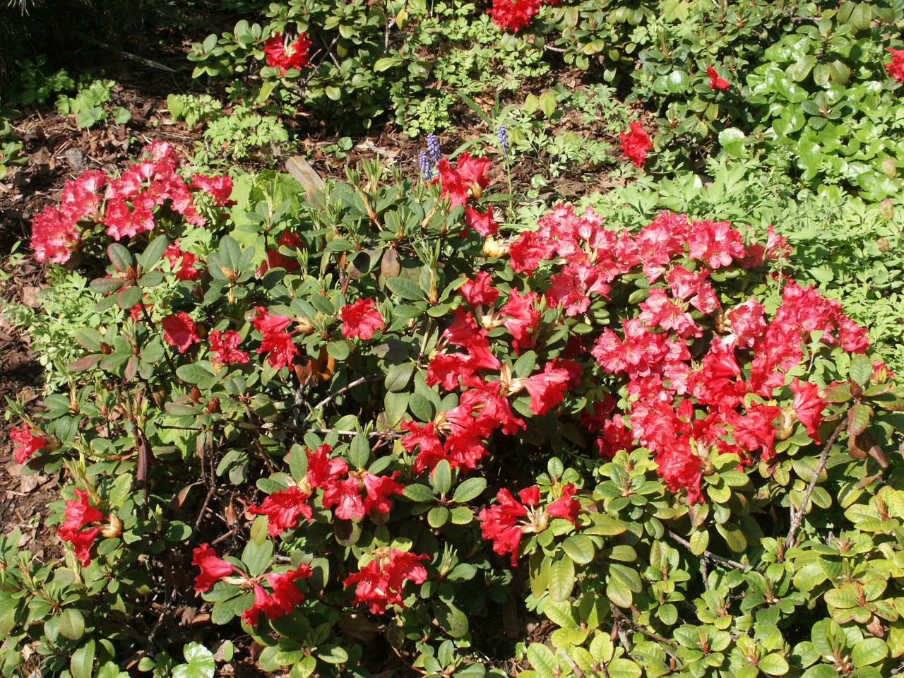Рододендрон ползучий скарлет вандер